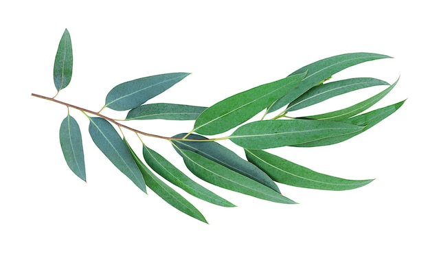 Photo feuilles d'eucalyptus isolés sur une surface blanche