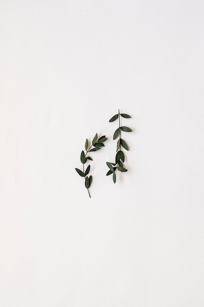 Feuilles d'Eucalyptus parvifolia sur fond blanc