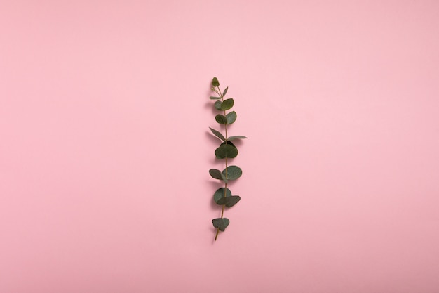 Feuilles d'eucalyptus sur surface rose