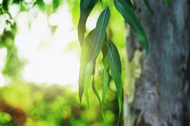 Feuilles d'eucalyptus vert, brindille, arbres d'eucalyptus naturel