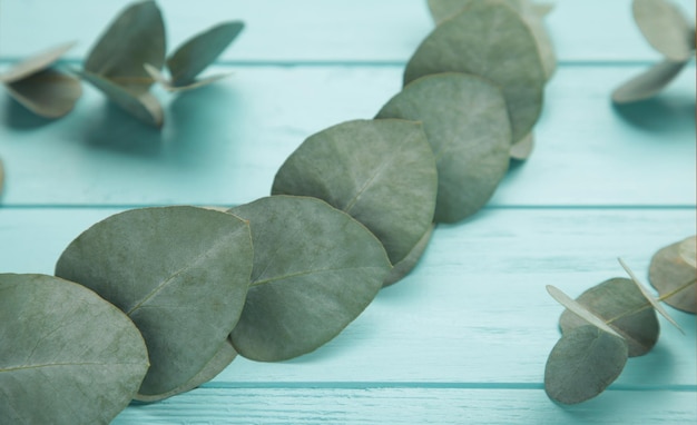 Feuilles d'eucalyptus vert sur fond bleu