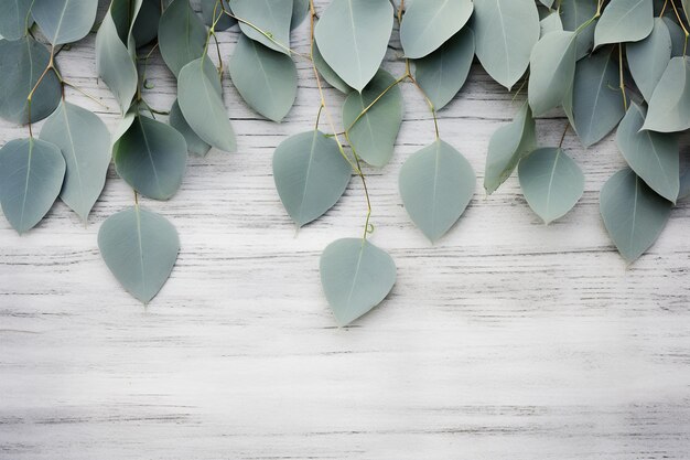 Photo des feuilles d'eucalyptus vertes sur un fond en bois