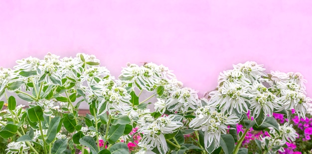 Feuilles d'Euphorbia marginata en fleurs sur rose.