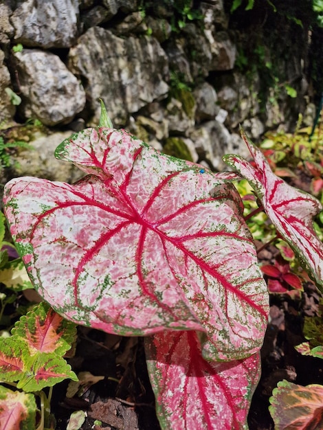 feuilles exotiques