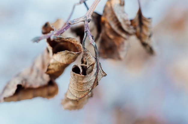 Feuilles fanées sur une branche se bouchent