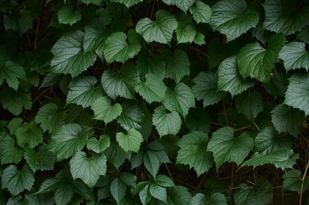 Feuilles de feuilles vertes