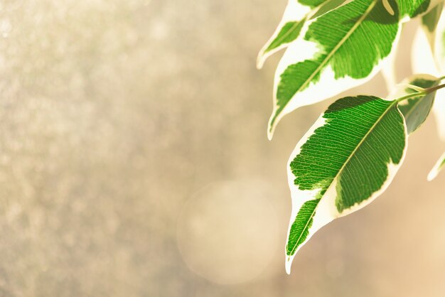 Les feuilles de ficus d'intérieur sont translucides au soleil.