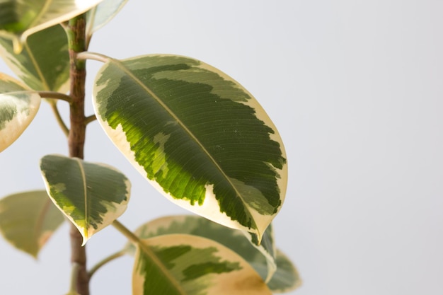 Feuilles de Ficus en pot de maison intérieur