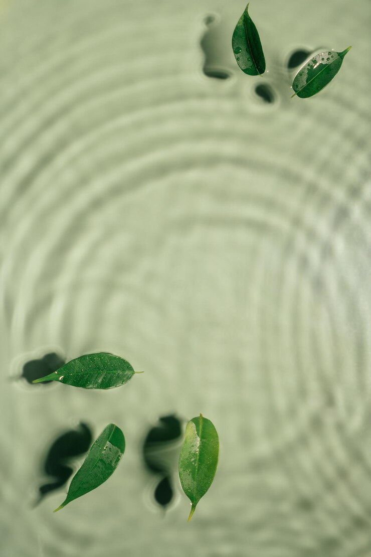 Les feuilles de Ficus se trouvent sur la surface d'un gel d'eau vert transparent avec des cercles en expansion à l'ombre des vagues de fleck Vertical
