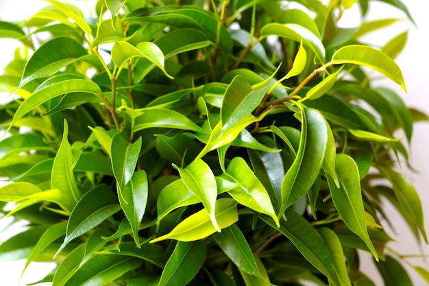 Feuilles de ficus vert lisse Plante d'intérieur Ficus d'intérieur Fond avec des feuilles vertes de ficus