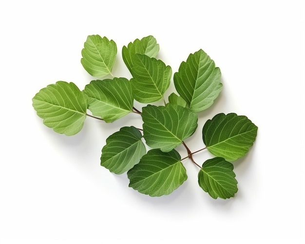 Des feuilles de figues isolées sur un fond blanc