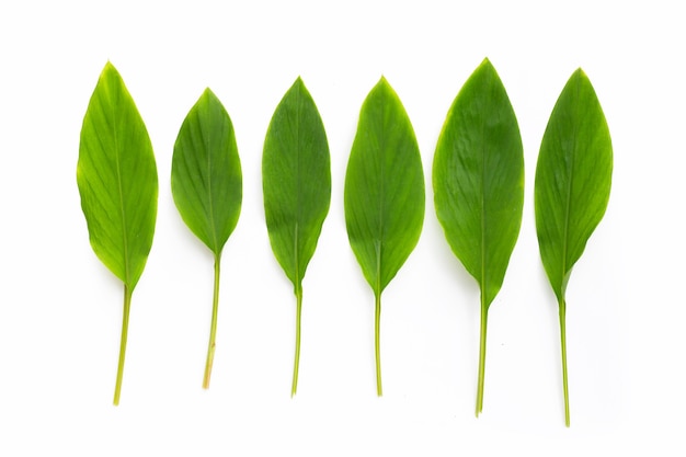 Feuilles de Fingerroot sur fond blanc.