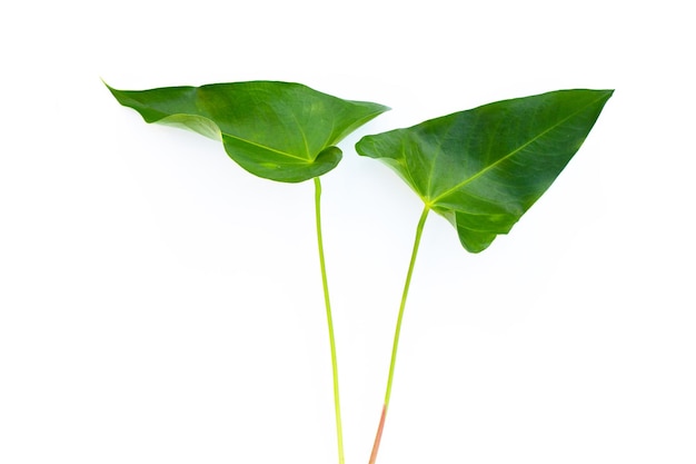 Feuilles de fleur de flamant rose ou anthurium en queue de cochon