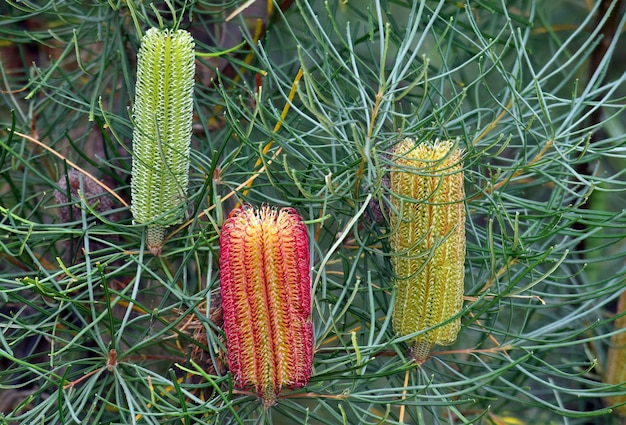 Feuilles et fleurs de la Banksia rouge des marais Banksia occidentalis