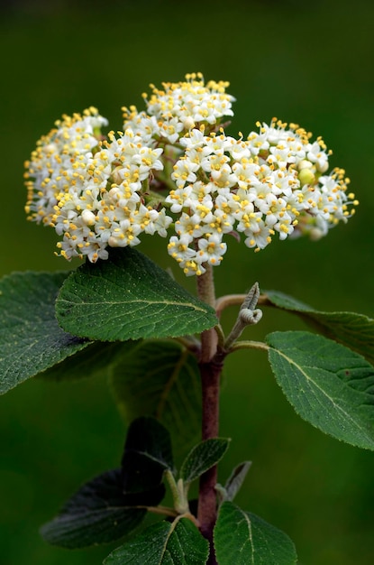 Les feuilles et les fleurs du Viburnum lantana