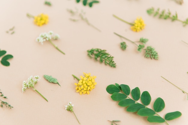 feuilles et fleurs sur fond beige libre