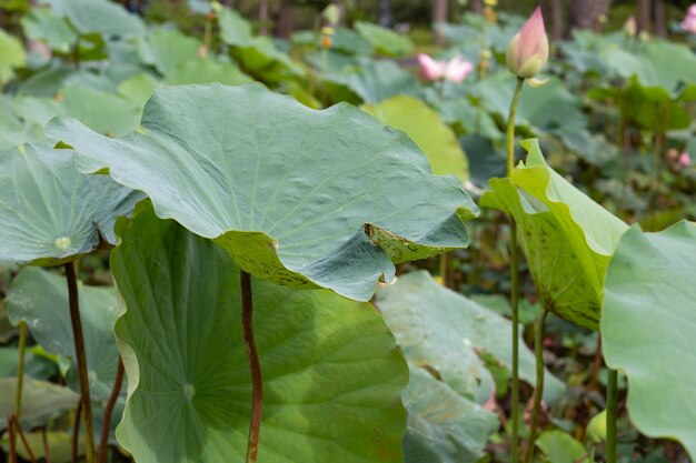 Feuilles de fleurs de lotus dans l'étang