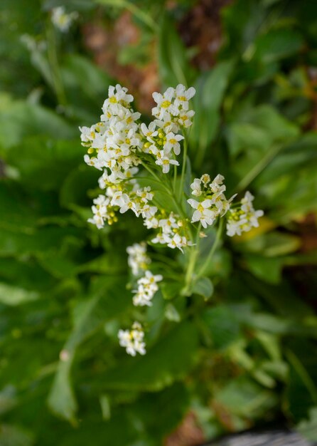 Feuilles et fleurs de la plante de jardin raifort Armoracia rusticana