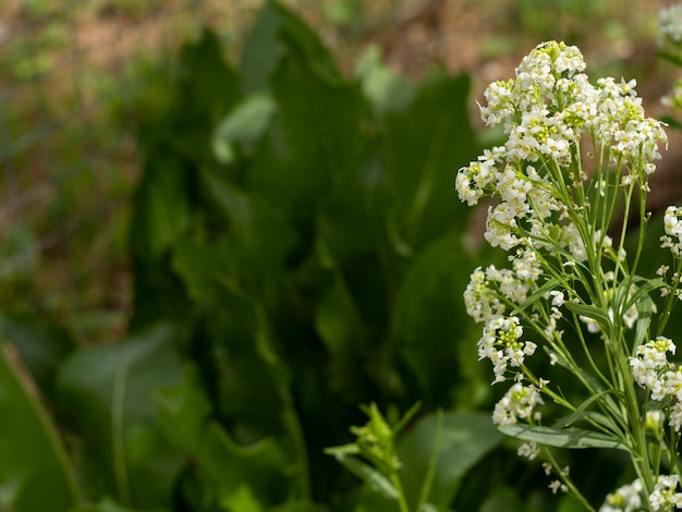 Feuilles et fleurs de la plante de jardin raifort Armoracia rusticana