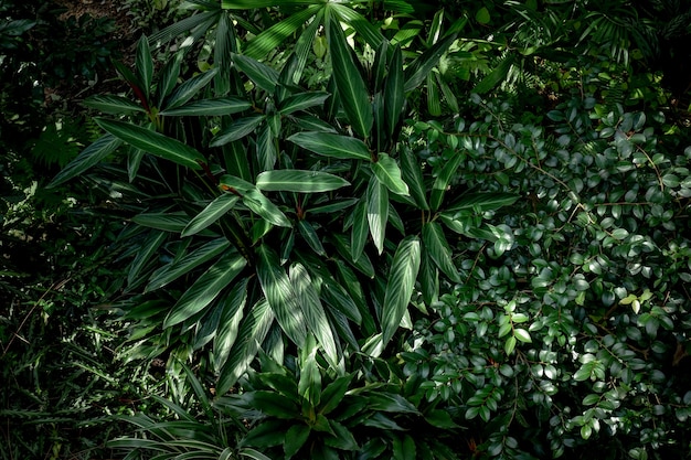 Feuilles et fleurs tropicales de texture de fond