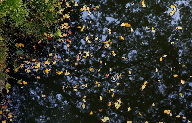 Feuilles flottant sur l'eau dans un étang