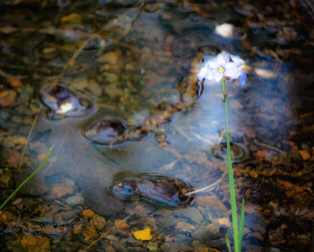 Photo des feuilles flottant sur l'étang