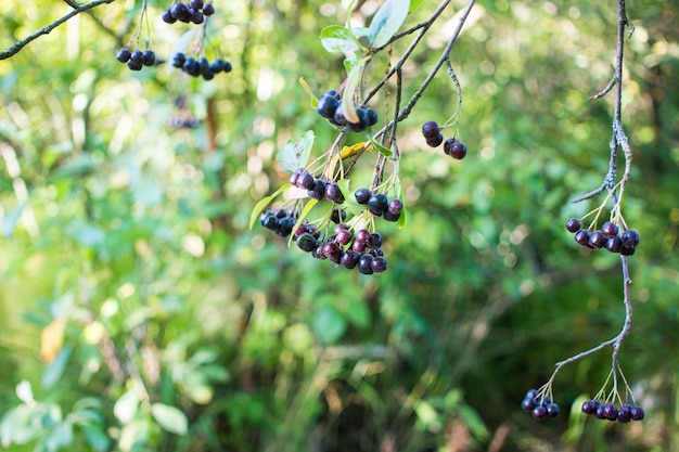 Feuilles de fond d'automne lumineux et fruits de l'aronia Bush