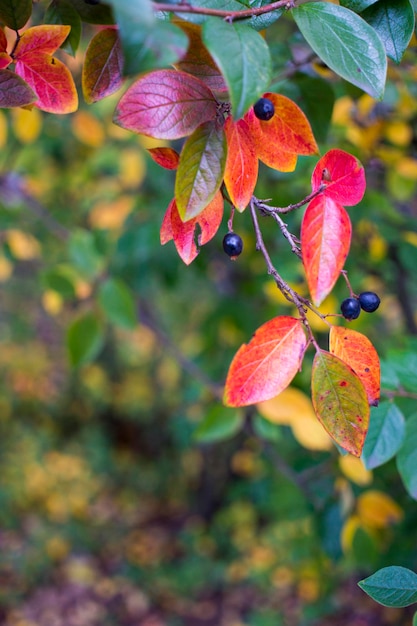Feuilles de fond d'automne lumineux et fruits de l'aronia Bush