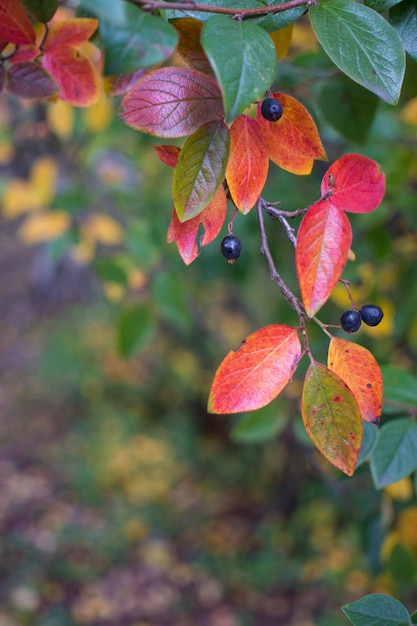 Feuilles de fond d'automne lumineux et fruits de l'aronia Bush