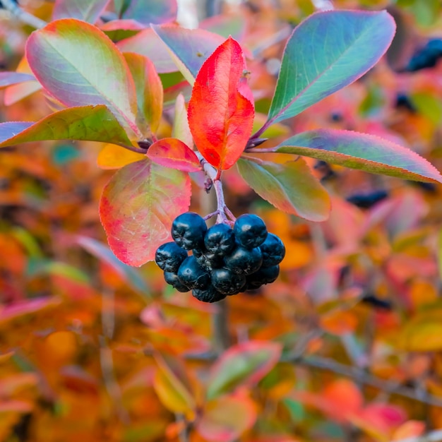 Feuilles de fond d'automne lumineux et fruits de l'aronia Bush