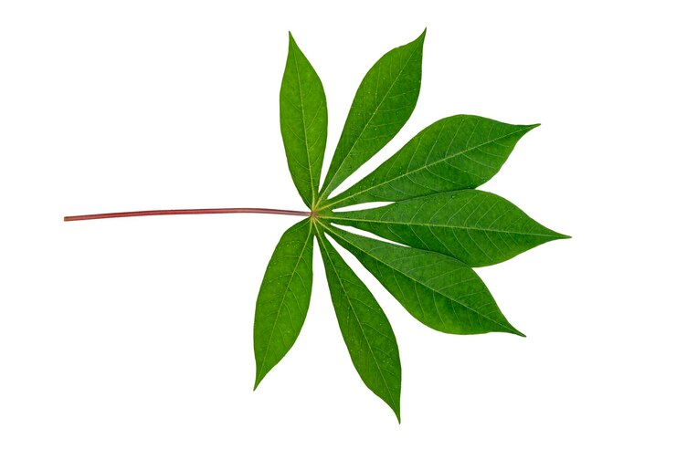 Photo feuilles sur fond blanc isoler