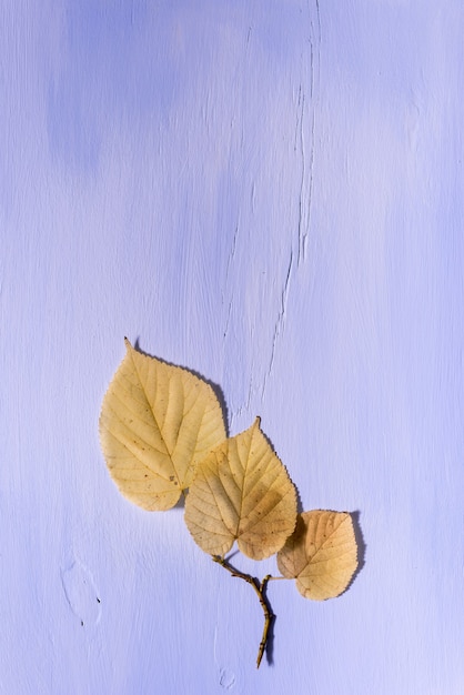 Photo feuilles sur un fond en bois avec espace libre pour le texte