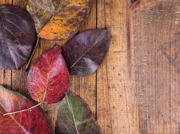 feuilles sur fond de bois marron