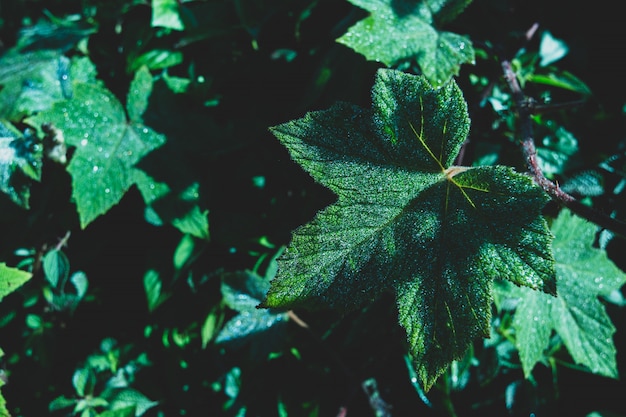 Feuilles de fond nature