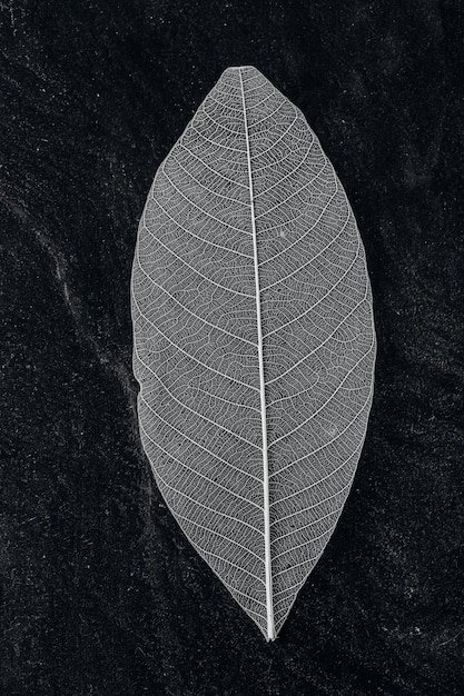 Photo feuilles sur fond noir