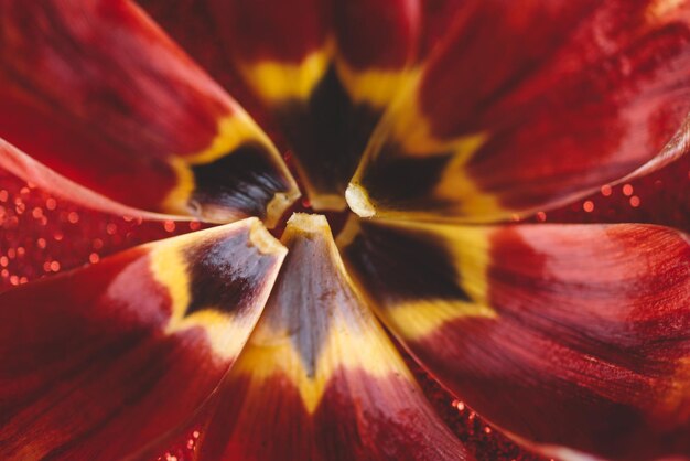 Feuilles et fond de paillettes rouges, tulipe rouge avec fond de paillettes