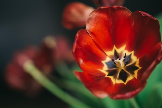 Feuilles et fond de paillettes rouges, tulipe rouge avec fond de paillettes