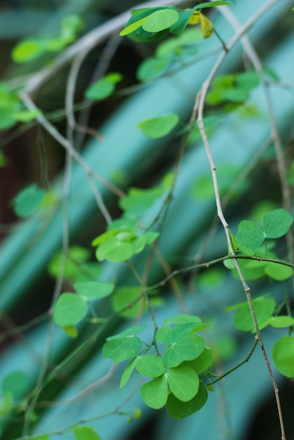 Feuilles de fond de plante verte