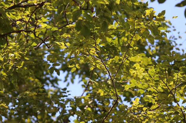 Feuilles fond de texture dans le jardin d&#39;été