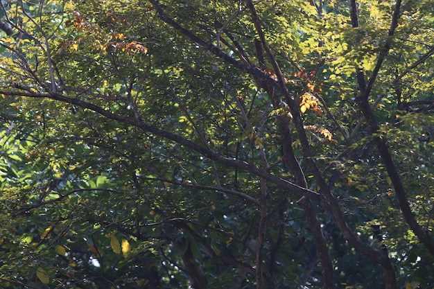 Feuilles fond de texture dans le jardin d&#39;été