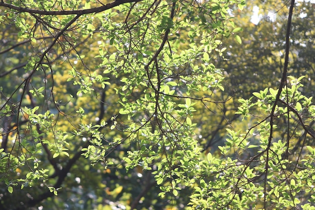 Feuilles fond de texture dans le jardin d&#39;été