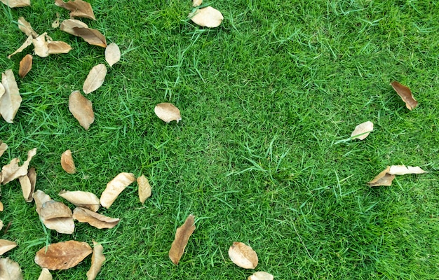 Feuilles sur fond de texture d&#39;herbe verte.