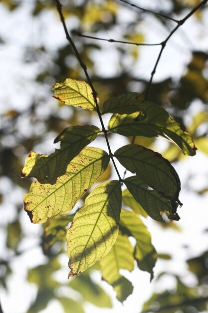 Feuilles fond de texture