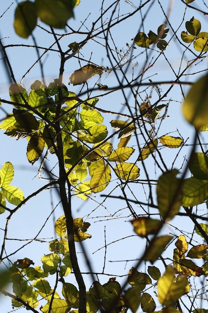 Feuilles fond de texture