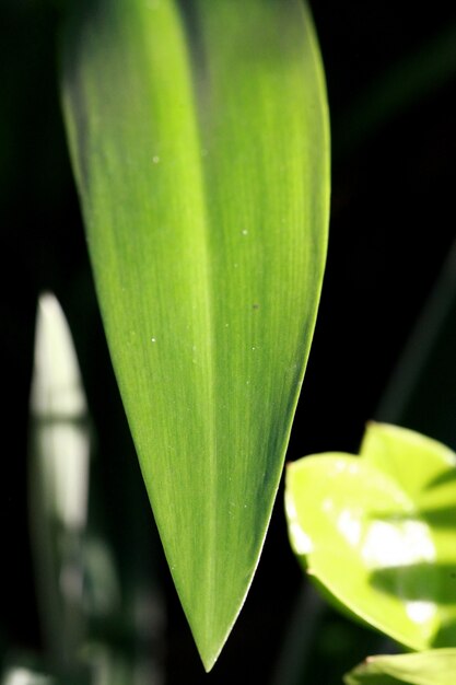 Feuilles fond de texture