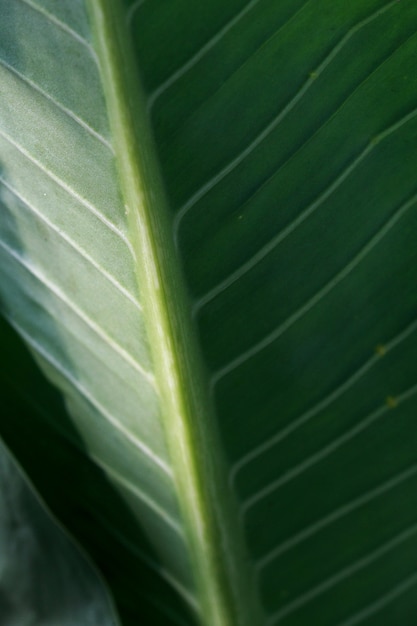 Feuilles fond de texture