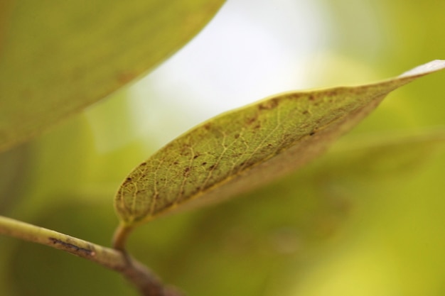 Feuilles fond de texture