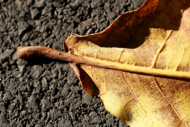 Feuilles fond de texture