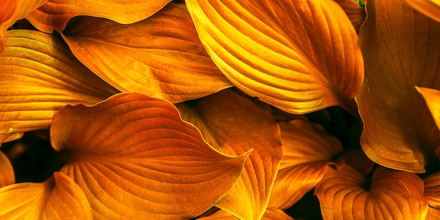 Feuilles de fond toniques à la couleur orange.