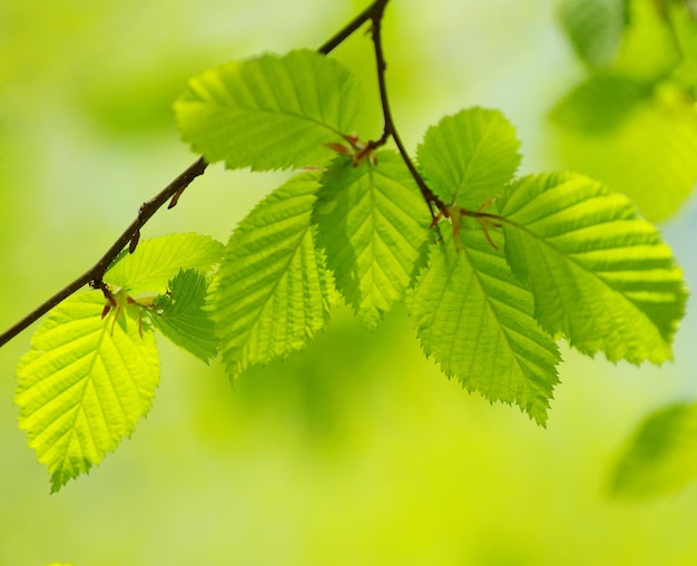 feuilles de fond